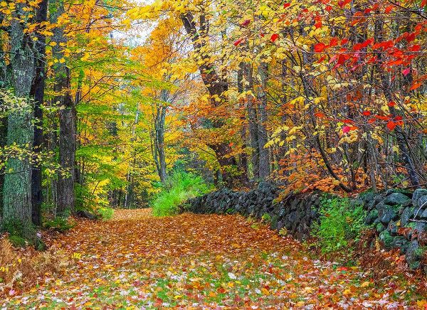Gulin, Sylvia 아티스트의 USA-New Hampshire leaf covered lane Autumn colors and stone fence작품입니다.